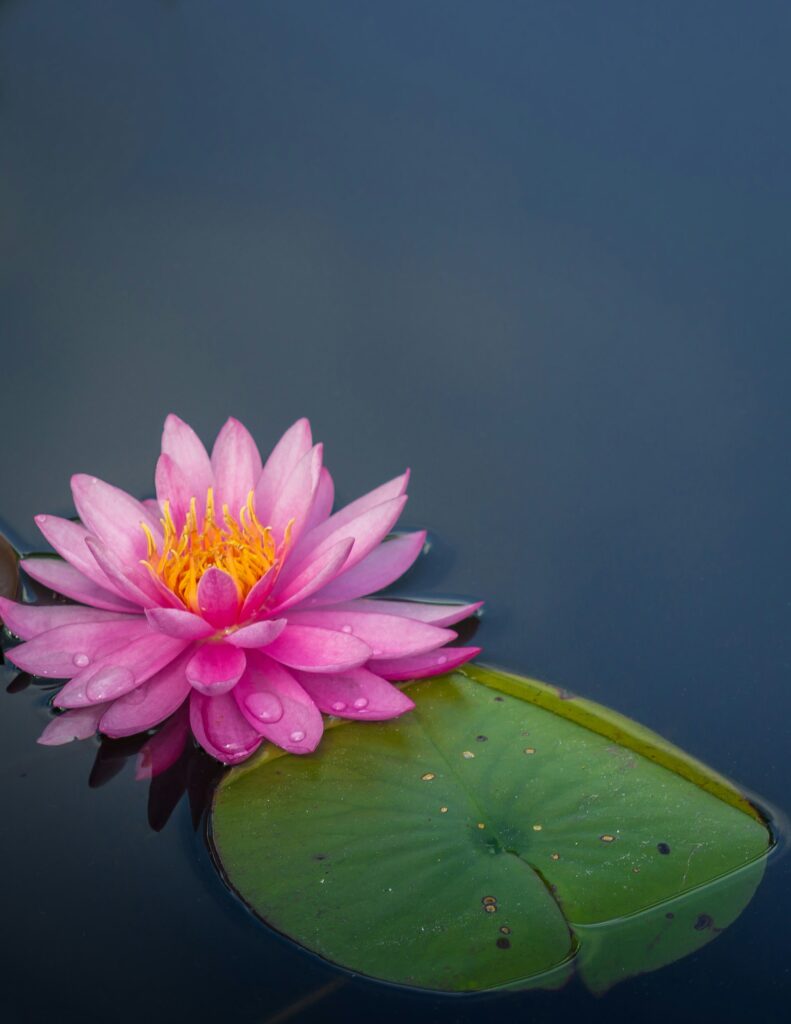 beauty & wellness lotus flower in water